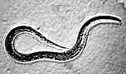 nematodes