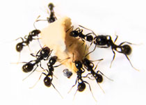 ant control massachusetts