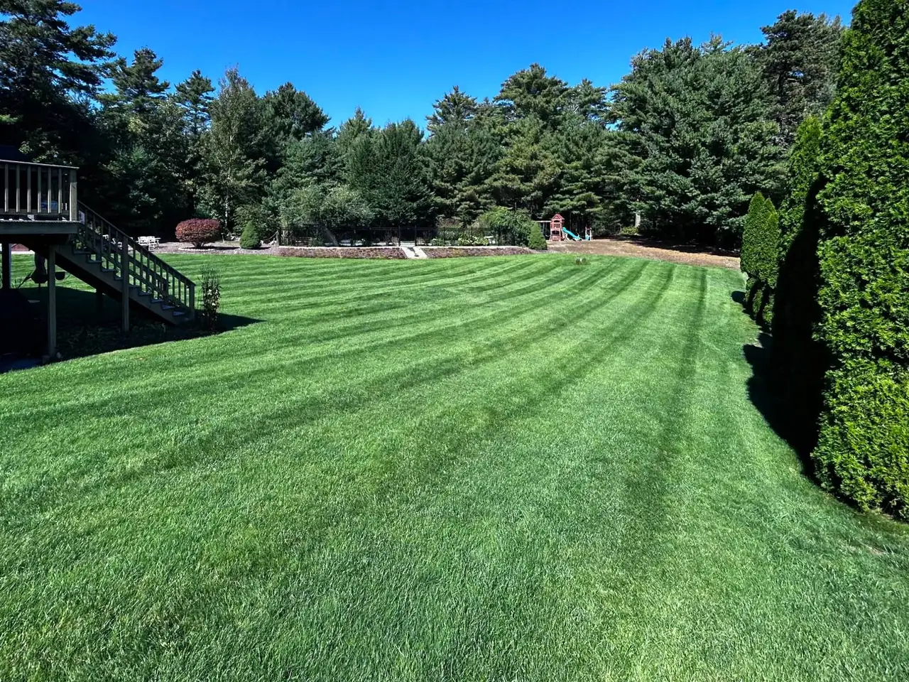 Thick green lawn after aeration and overseeding