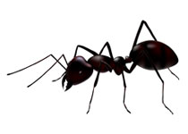 ant control massachusetts