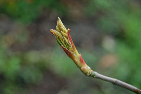 Bud Break