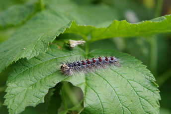 gypsy moth caterpillar control