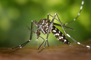 organic mosquito control