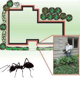 Insect Control Services