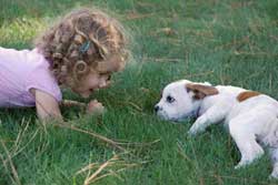Organic and Safe Lawn Care for Pets