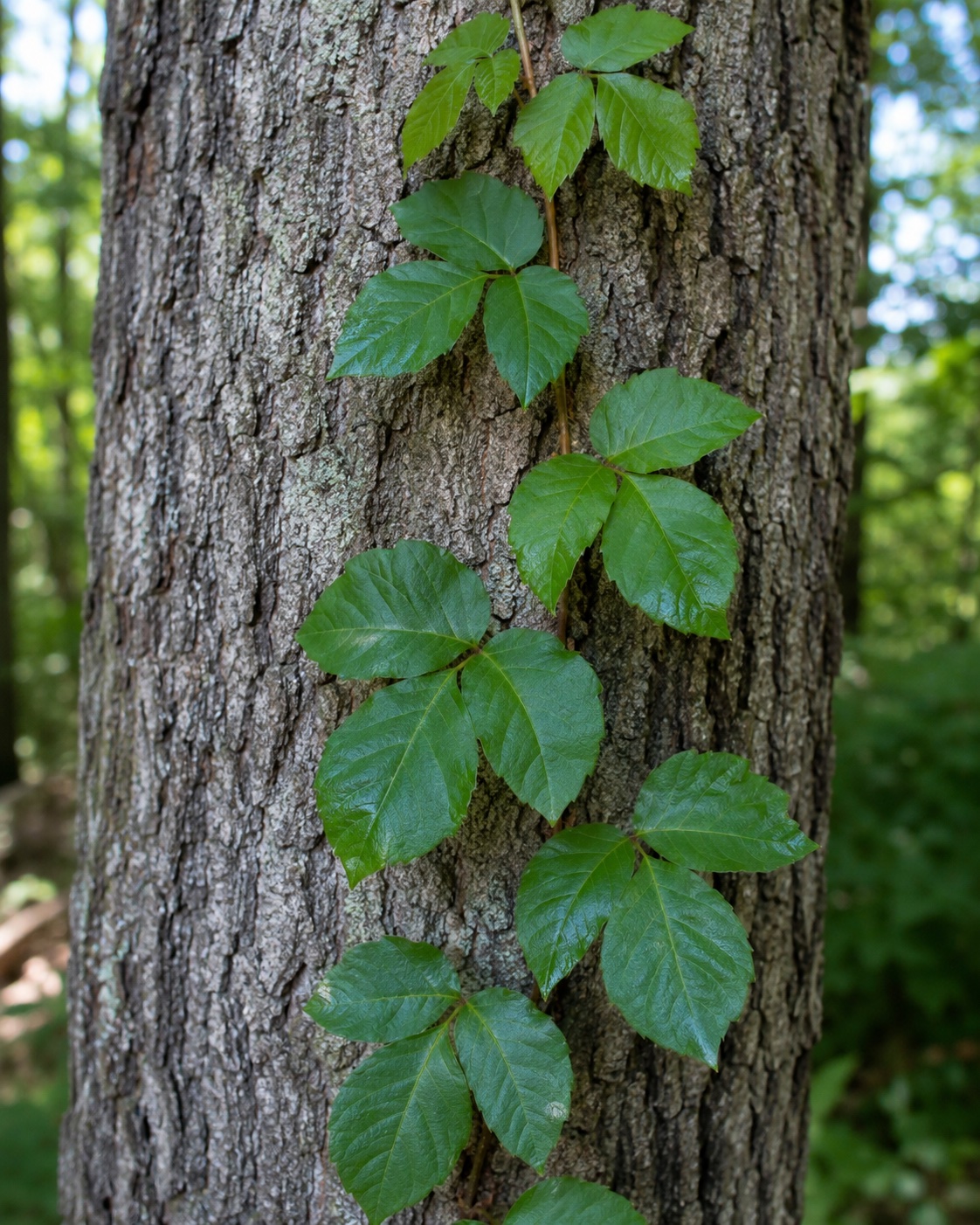 Poison ivy growing along a wood line
