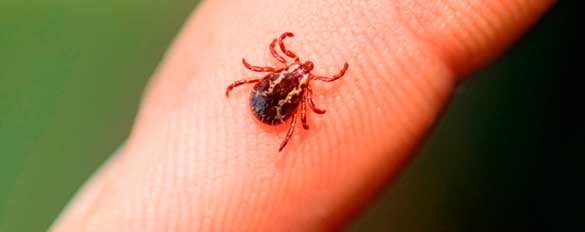 Organic Tick Control in Massachusetts