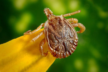 tick control massachusetts