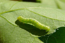 Caterpillar worm on leaf