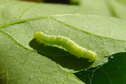 Controlling Winter Moth Caterpillars - Simply Safer Premium Lawn