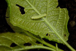 Caterpillar Worm eating leaf