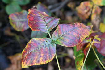 Poison Ivy Leaves in Early Fall